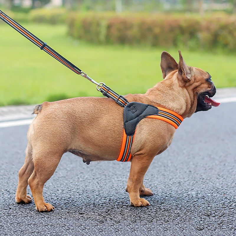 Posh 2025 dog harness