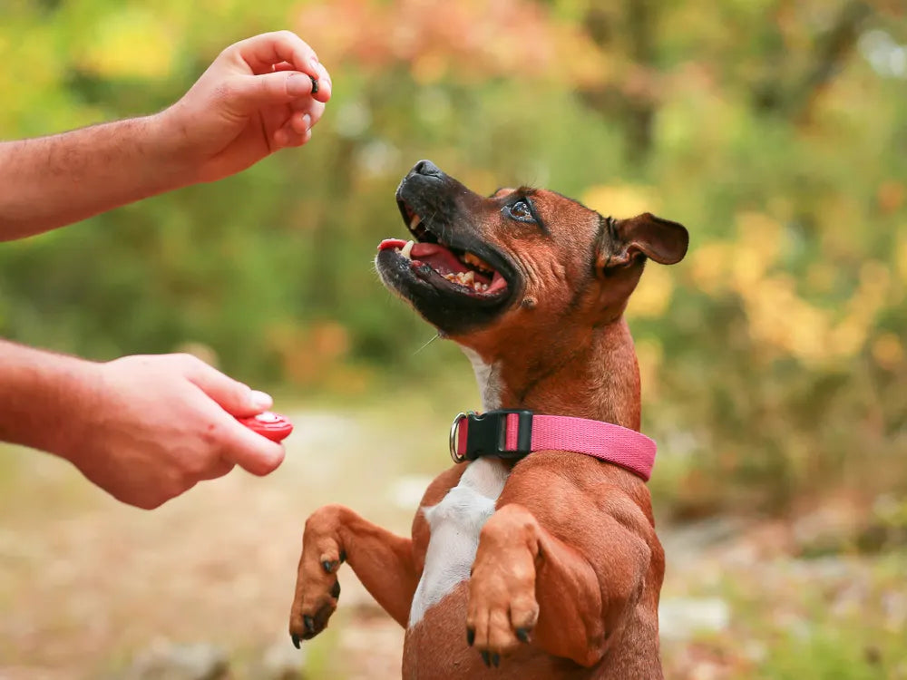 Best Dog Training Clickers  Positive Reinforcement Training Tools