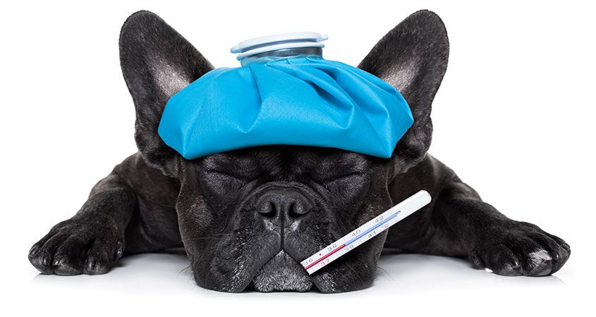 Can dogs get the flu?