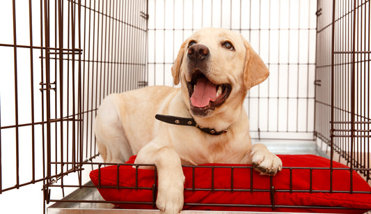 Easiest Way To Crate Train Your Dog: 10 Simple Steps