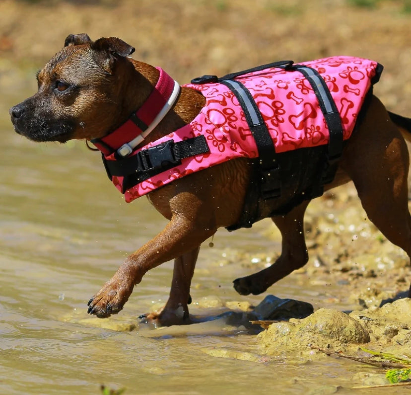 The best 2024 dog life jacket