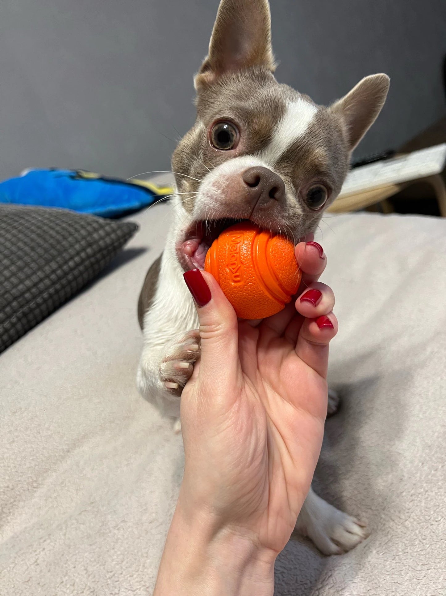 INDESTRUCTIBLE BOUNCY DOG BALL