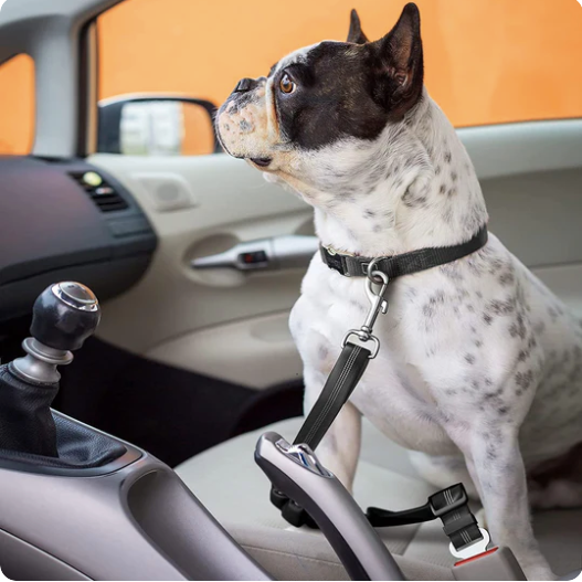 POSH PET SAFETY DOG SEAT BELT