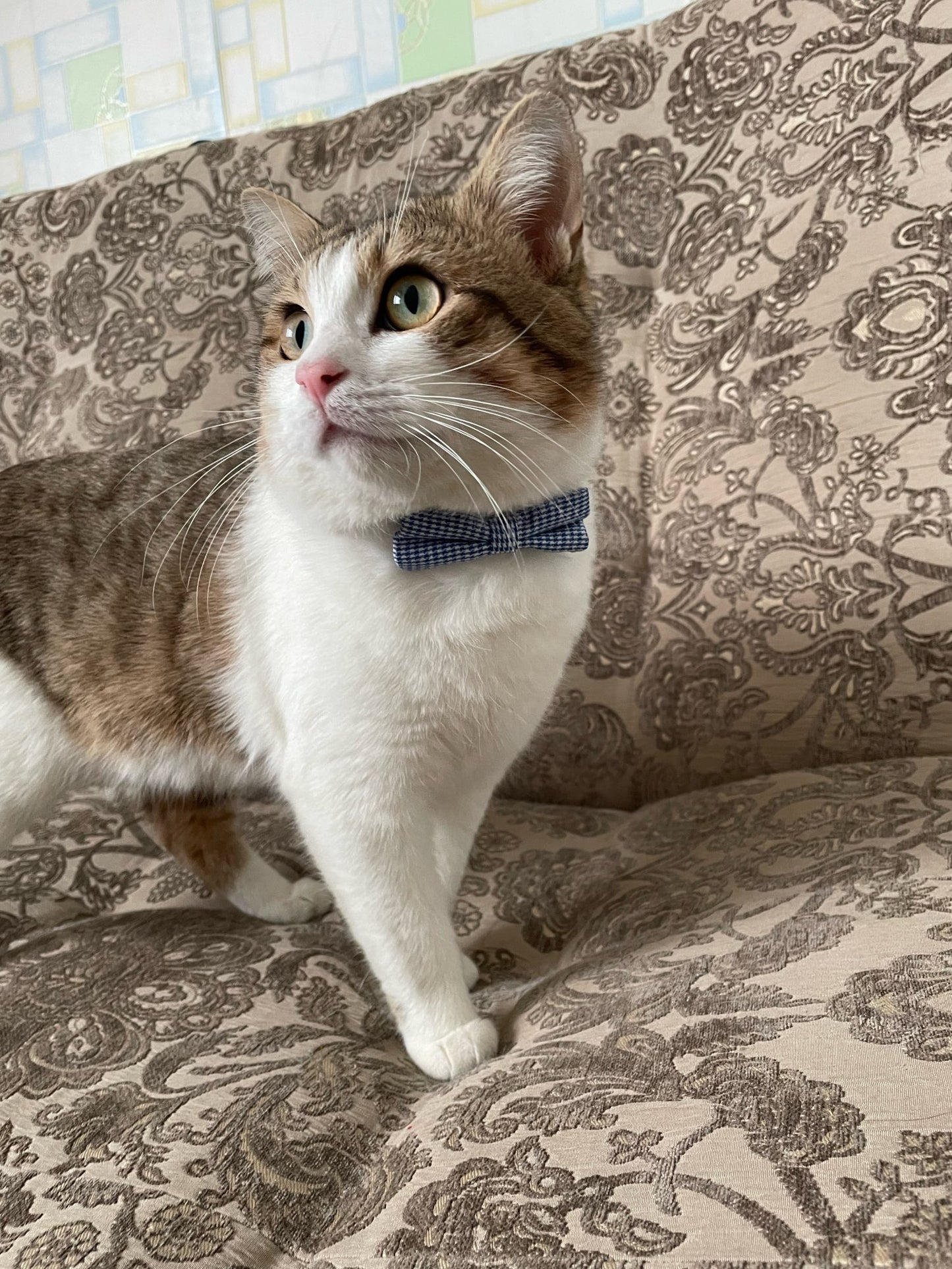 THE CHARLEY BOW TIE COLLAR COLLECTION