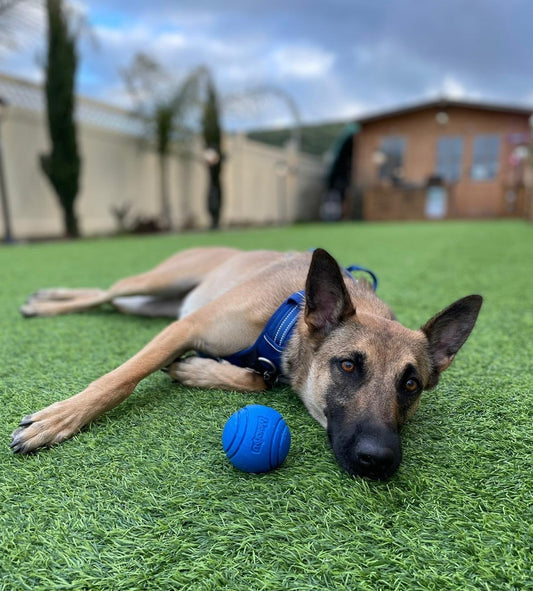 INDESTRUCTIBLE BOUNCY DOG BALL