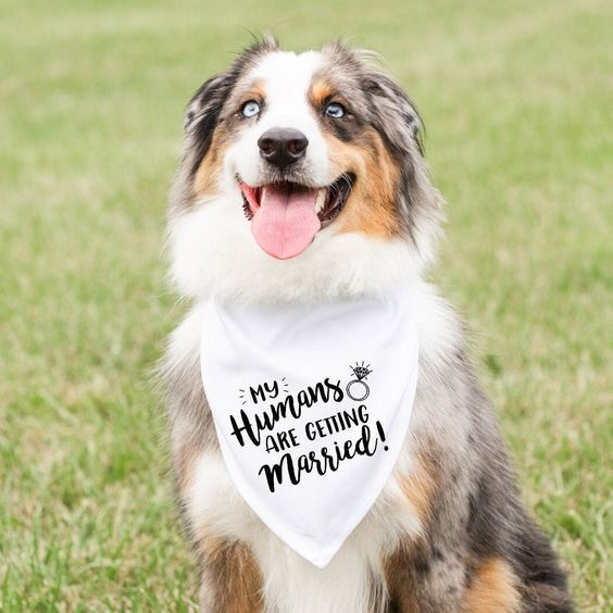 PET WEDDING BANDANA COLLECTION