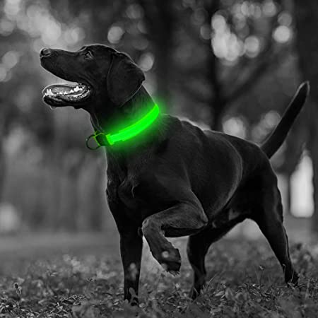 LED SAFETY DOG COLLAR