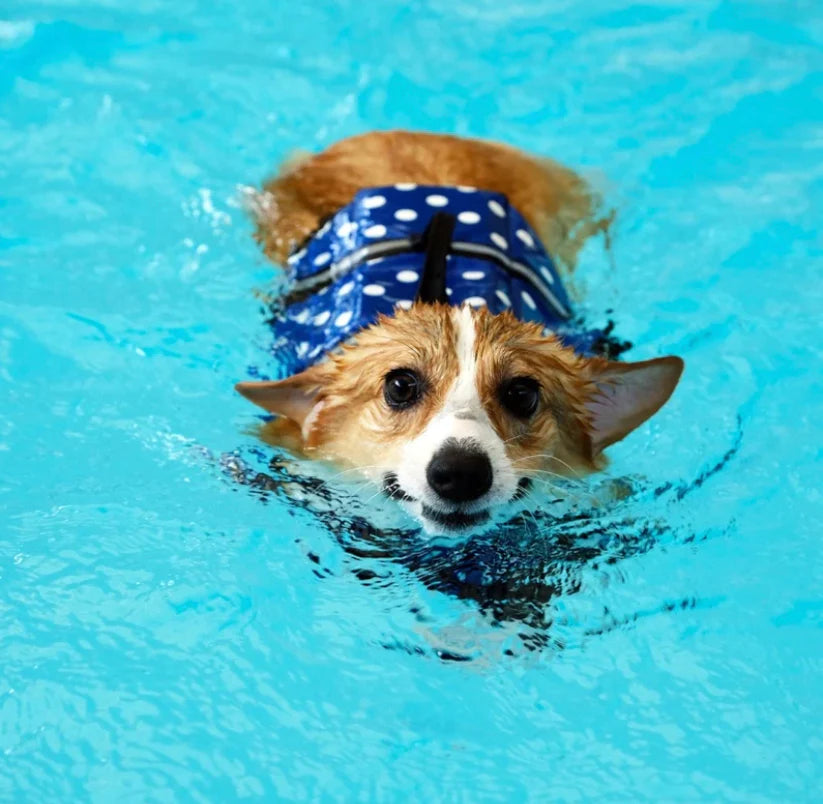 POLKA DOT DOG LIFE JACKET