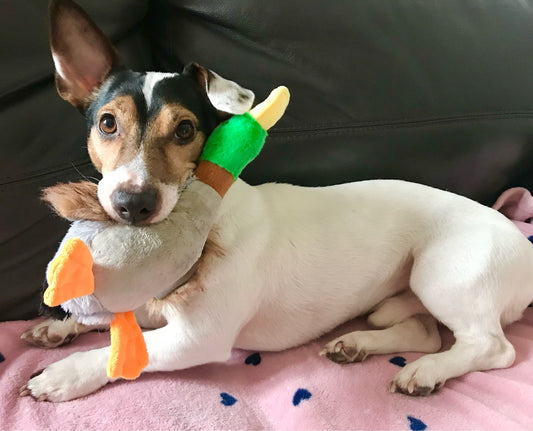 WILD DUCK DOG TOY WITH SQUEAK